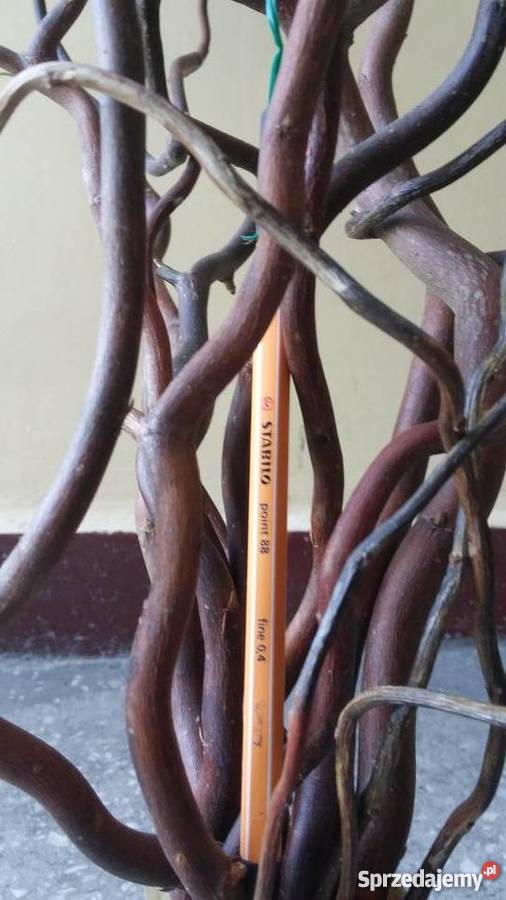 Suchy bukiet z gałęzi wierzby mandżurskiej 2