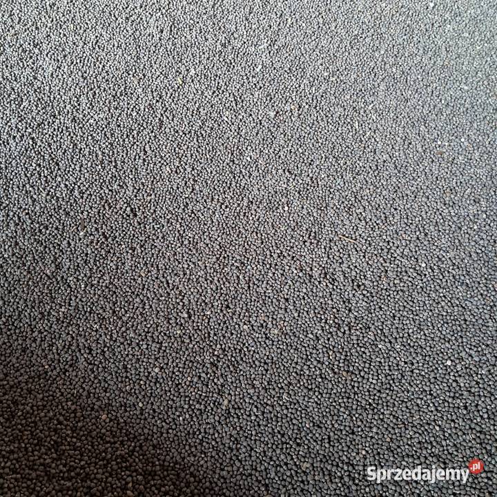 Łubin słodki Wrotnów