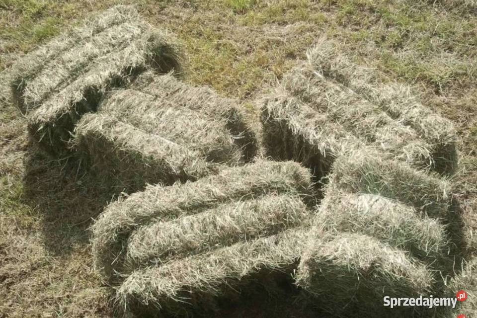 Siano zbiór 2025 Jodłowa