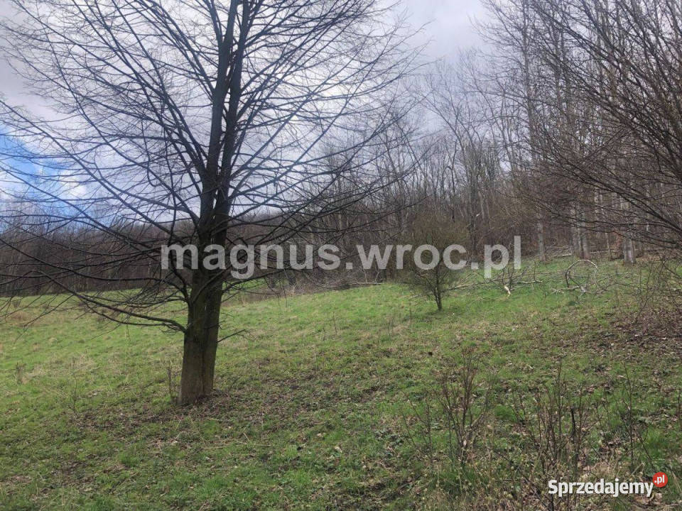 Na sprzedaż duża działka rolna bez mpz w u stóp Grunty i działki Olszyniec