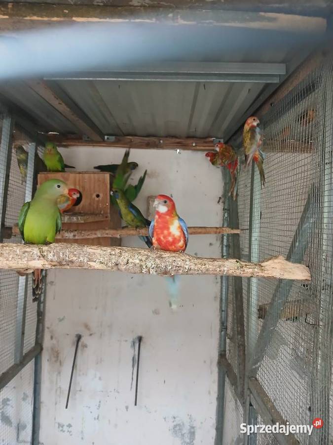 Sprzedam rozelle różne mazowieckie Rżyska sprzedam