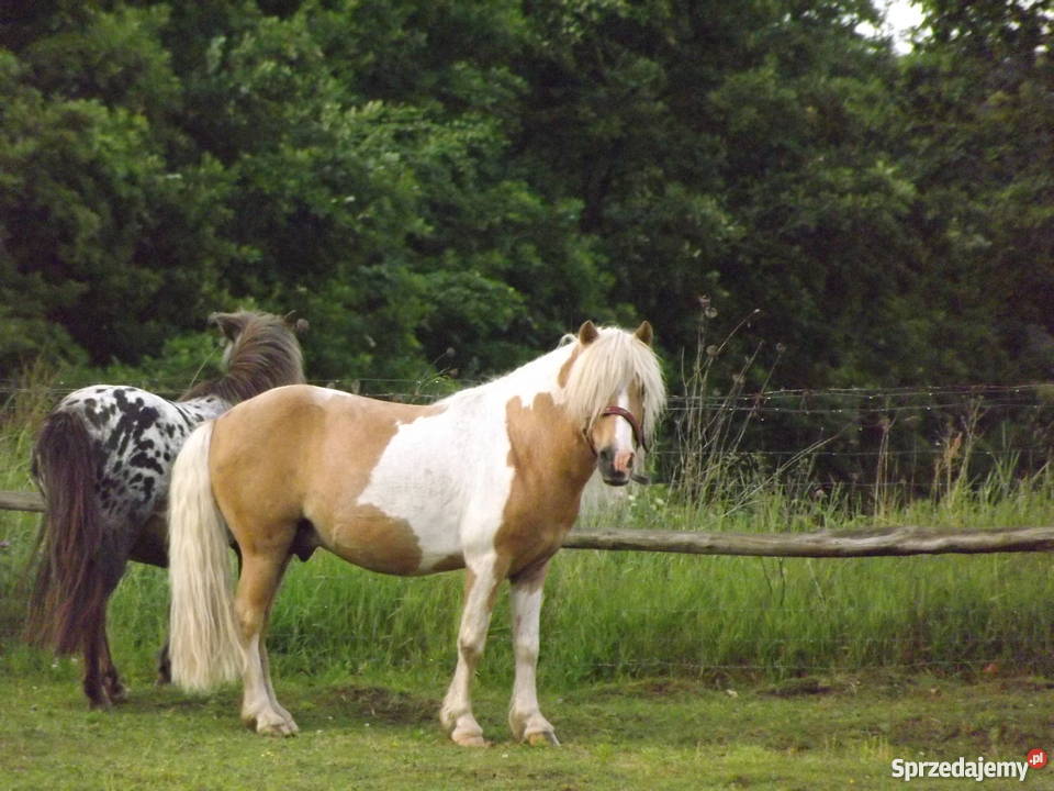 Kuc ogier izabelowatosrokaty z licencją 80pkt Bobolice
