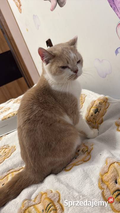 Kotka brytyjska mazowieckie Ostrołęka