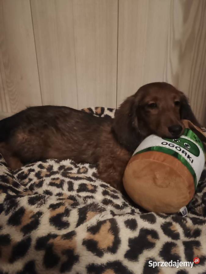 Jamnik długowłosy miniaturowy piesek