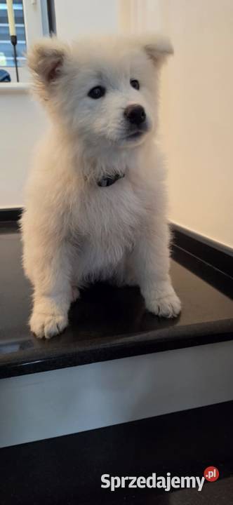Samoyed 10 tygodniowe szczeniaki Odolanów