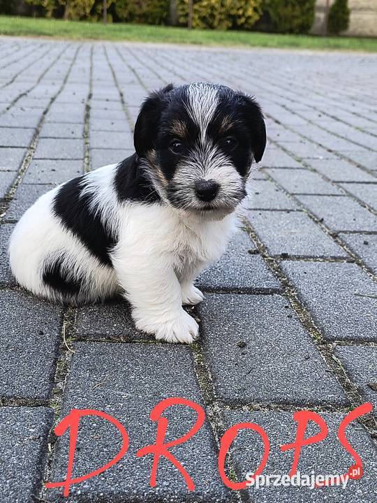 Jack Russell terrier Nowy Broniszew