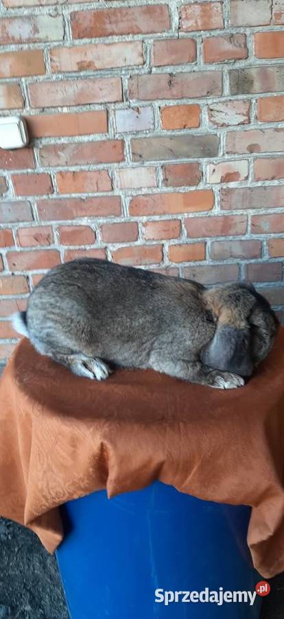 Samiec baran francuski szary Gryzonie Turobin