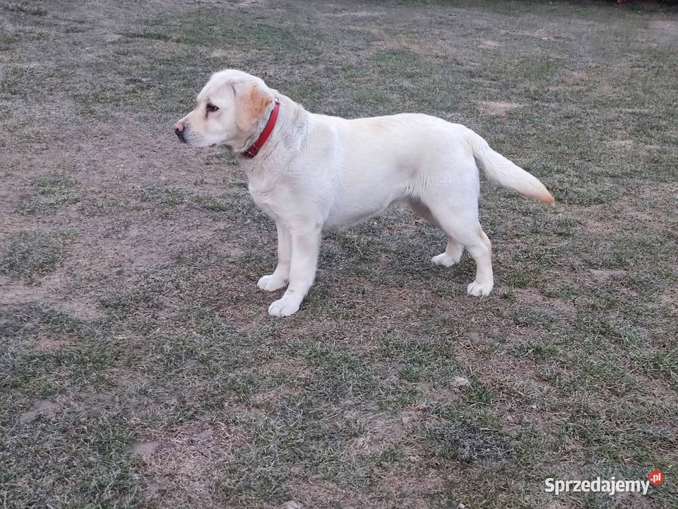 Labrador biszkoptowy suczka 11miesiecy Labrador Końskowola sprzedam