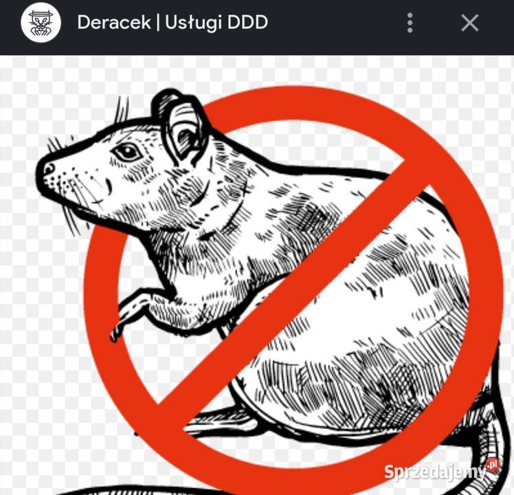 Deratyzacja łódzkie Łódź