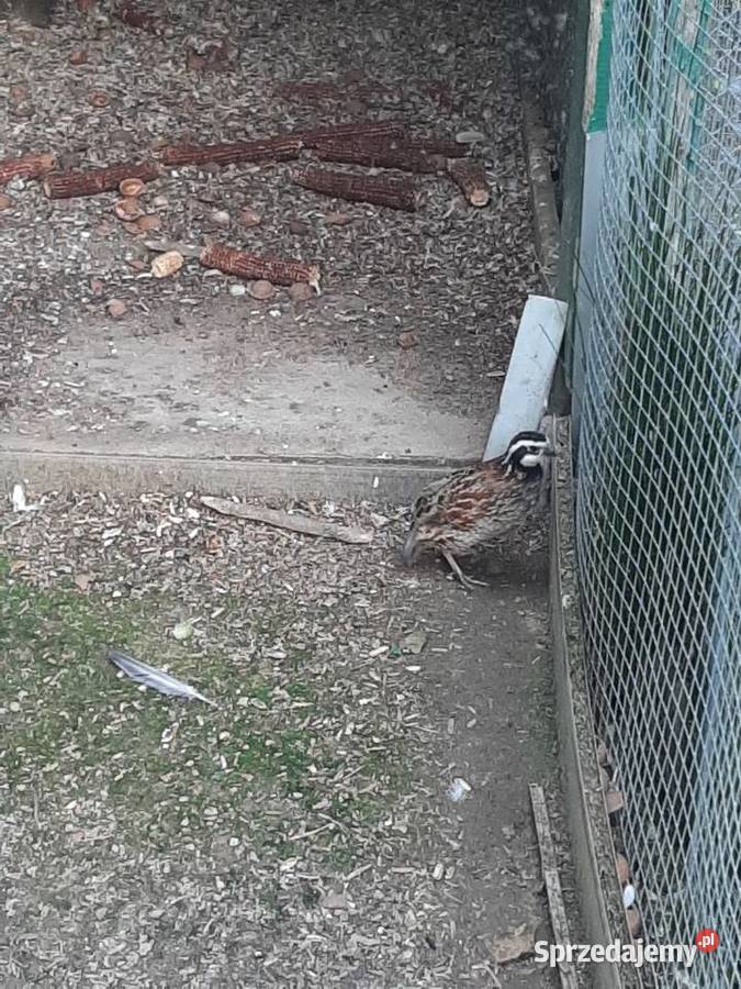 Przepiór wirginijski Skała