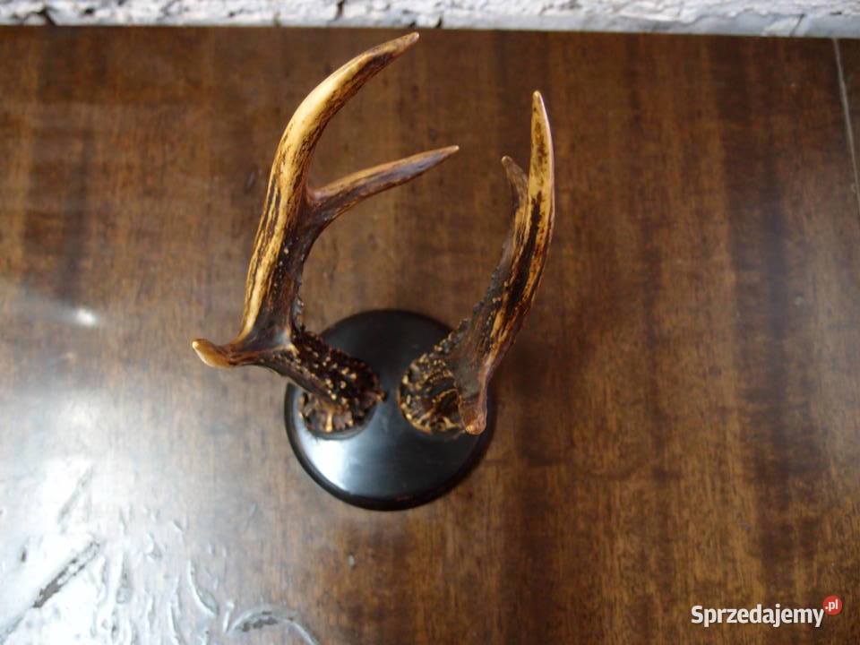 Poroże na drewnianej podstawie wys 24 Łódź