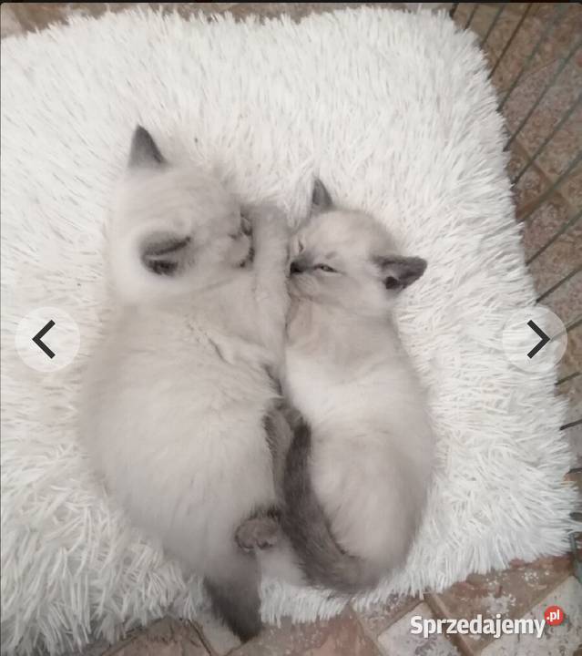 Kot Brytyjski Kotka Point Rzeszów