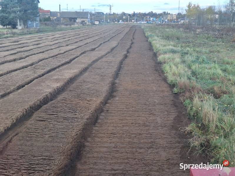 Wycinka drzew Czyszczenie działek Mulczowanie Karczowanie i usuwanie drzew śląskie Rybnik