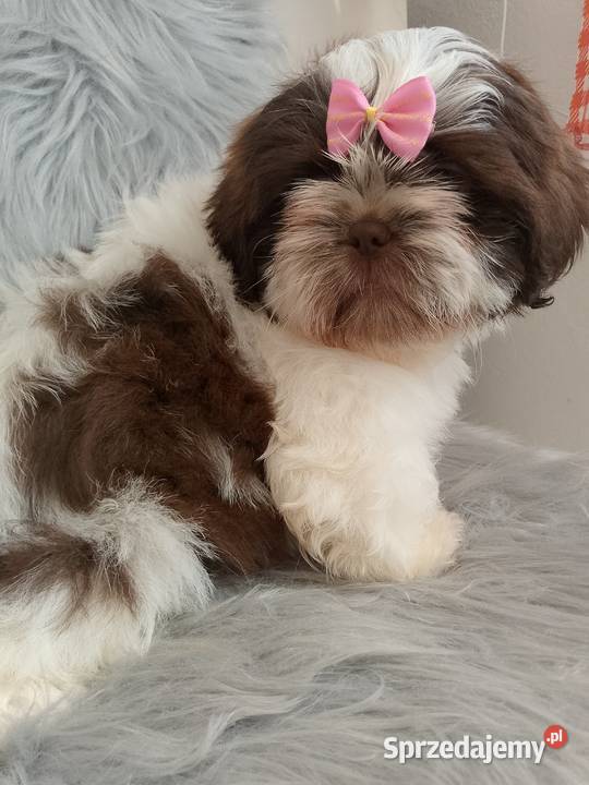 Biało czekoladowa suczka rasy ShihTzu Ostrzeszów sprzedam