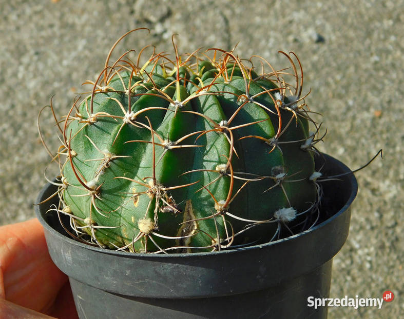 Kaktus Echinopsis Lobivia białe kwiaty Kaktusy i sukulenty małopolskie Kraków