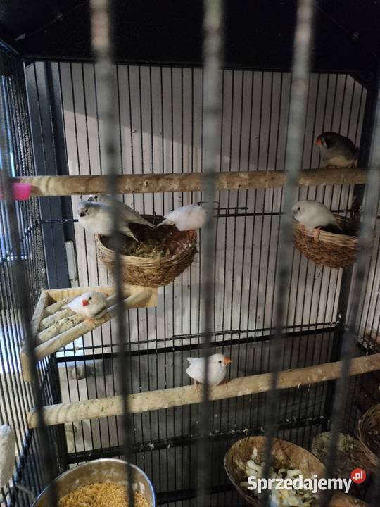 Zeberki tegoroczne Liniewo