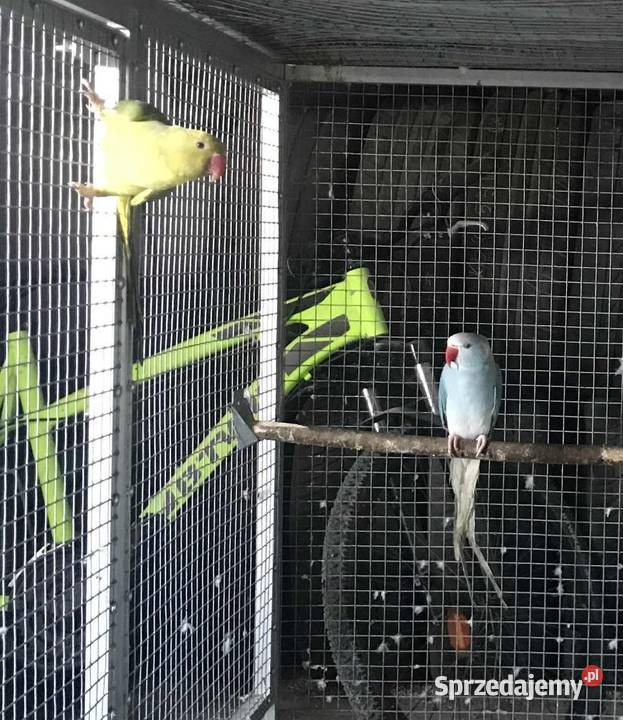 Aleksandretty fiolet GO 2023 Maków Podhalański