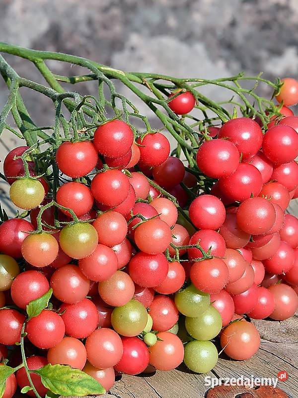 Pomidor Kutasik Penis rosyjski sadzonki nasiona Nowy Sącz