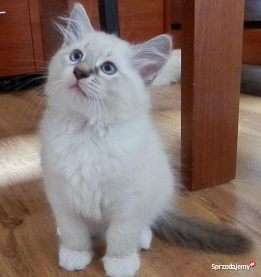 kocięta z Hodowli Sonata Księżycowa Koty kujawsko-pomorskie Brodnica