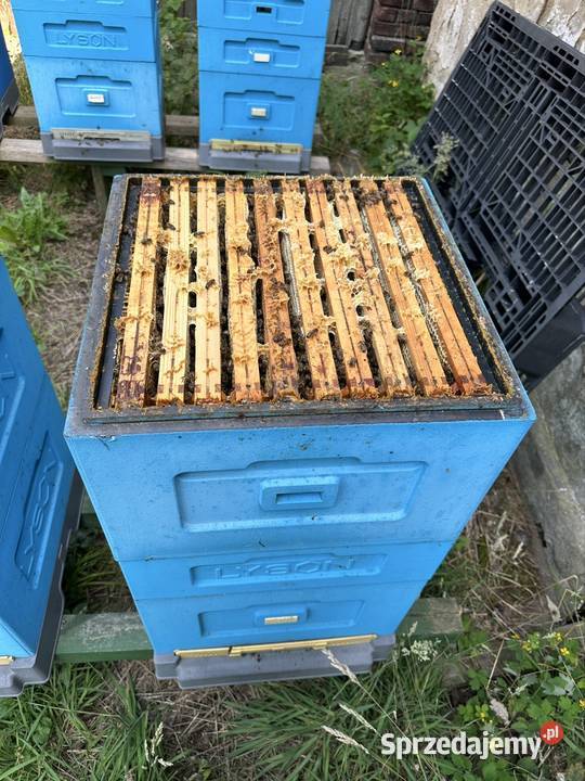 Pasieka na sprzedaż zdrowe i silne pszczoły Twardawa