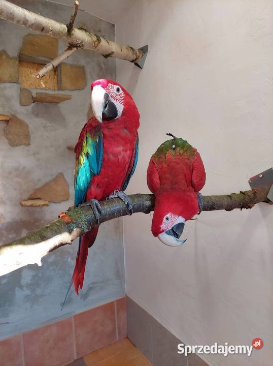 Ręcznie wykarmione Ary Tarnowskie Góry