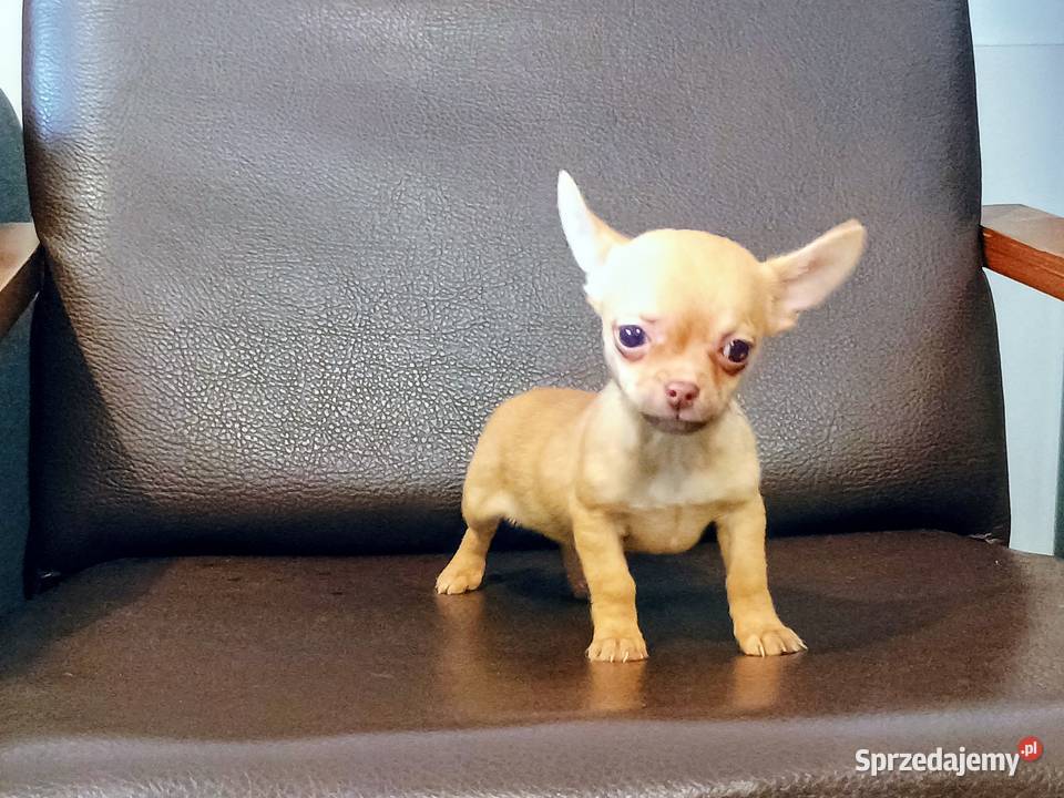 Chihuahua pieski wielkopolskie Września