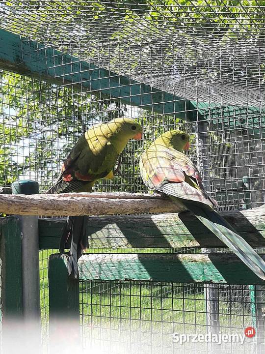 Papugi górskie berg 25r małopolskie Skała