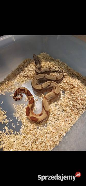 Boa imperator młodziaki 2025 samiczki Słupsk