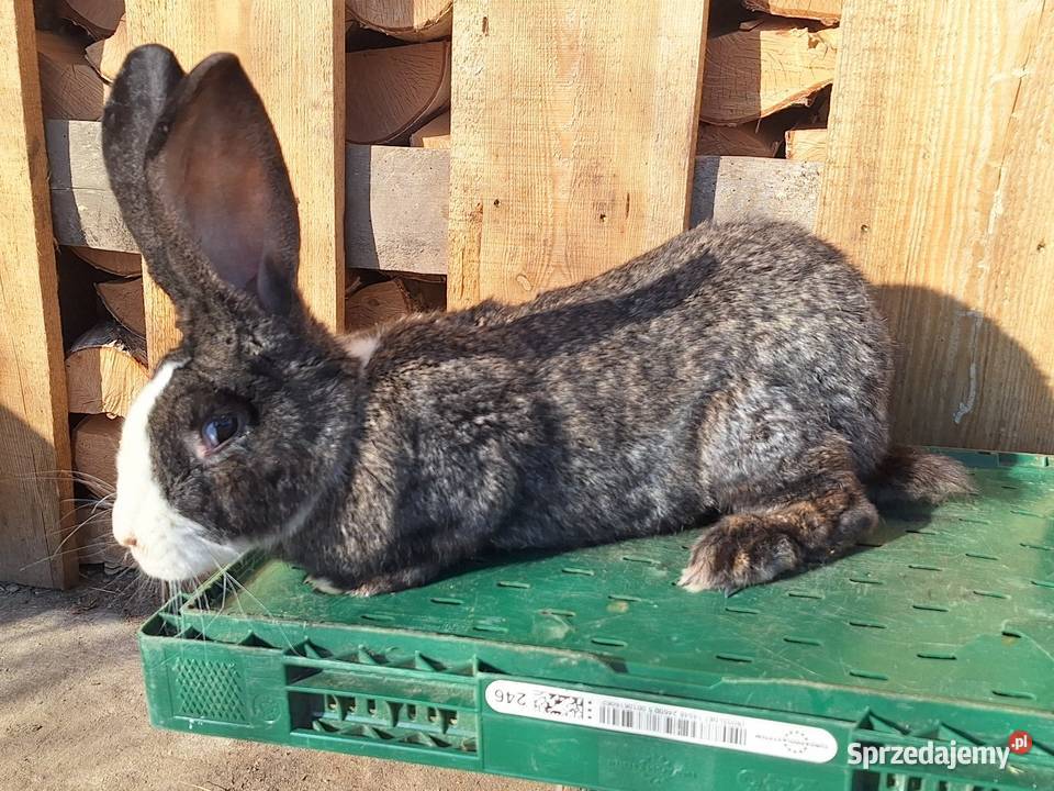 Sprzedam samice Skłoby