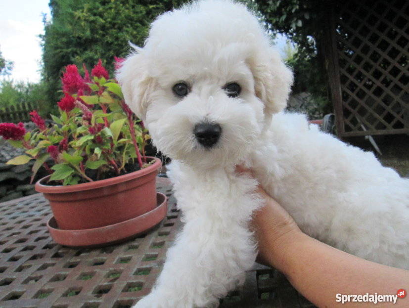 Bichon Frise sprzedam rodowodowe szczenięta FCI zachodniopomorskie