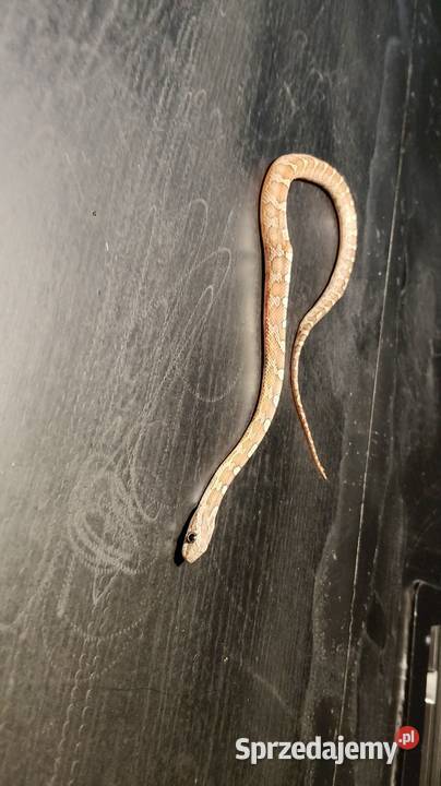 3 węże terrarium Dąbrowa Górnicza sprzedam