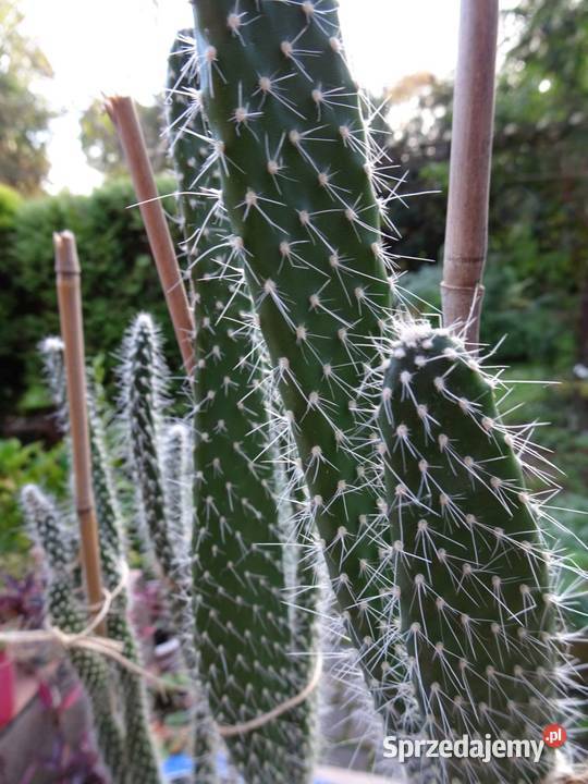 Opuncja Kaktusy sukulenty domowe rośliny 45 Nowy Sącz