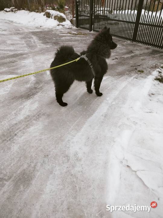 Szpic Niemiecki Duży Jedyny taki miot w Polsce Puszcza Mariańska