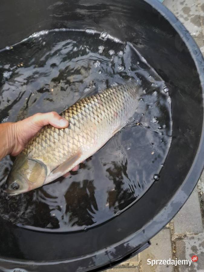 KARP JESIOTR PSTRĄG Konin