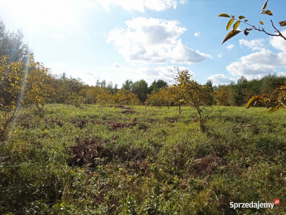 Wyjątkowa działka w sercu natury Albigowa 77