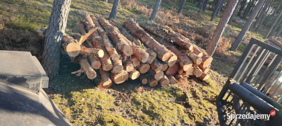 Drewno sosnowe opałowe w całości połupane Zagórów