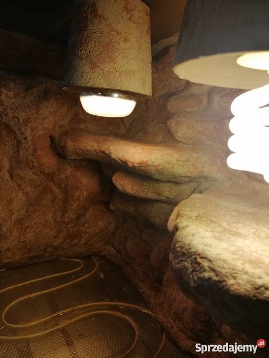 Terrarium pustynne w pełni wyposażone wielkopolskie Poznań