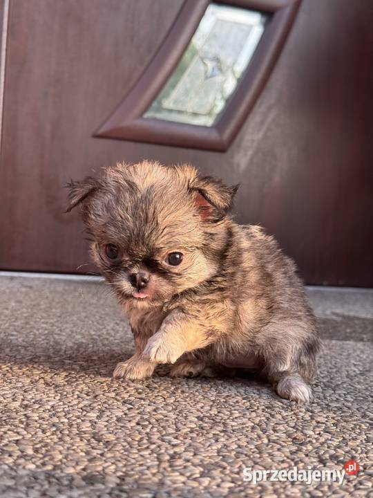 Chihuahua Psy Bielsko-Biała