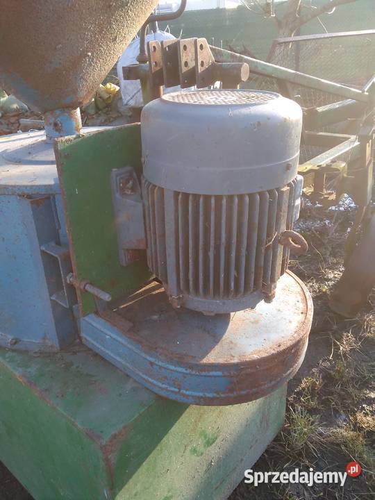 Srutownik niemiecki wielkopolskie Gostyń