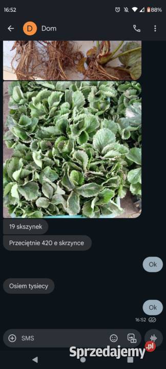 Sadzonka odmiany rumaba Produkcja roślinna Płońsk