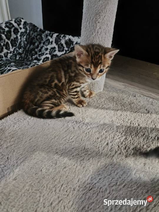 Kotki bengalskie Nielubia sprzedam