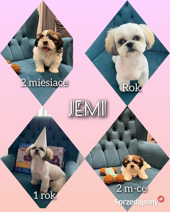 ShihTzu z IV pokoleniowym rodowodem DNA Polski Shih Tzu Kozy