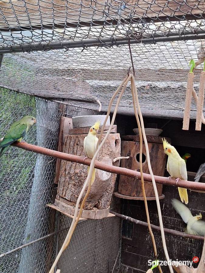 Młode nimfy lutino Ptaki Szubin