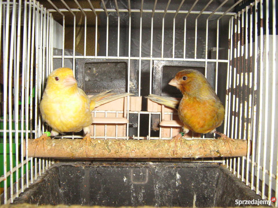 sprzedam kanarki Zamość