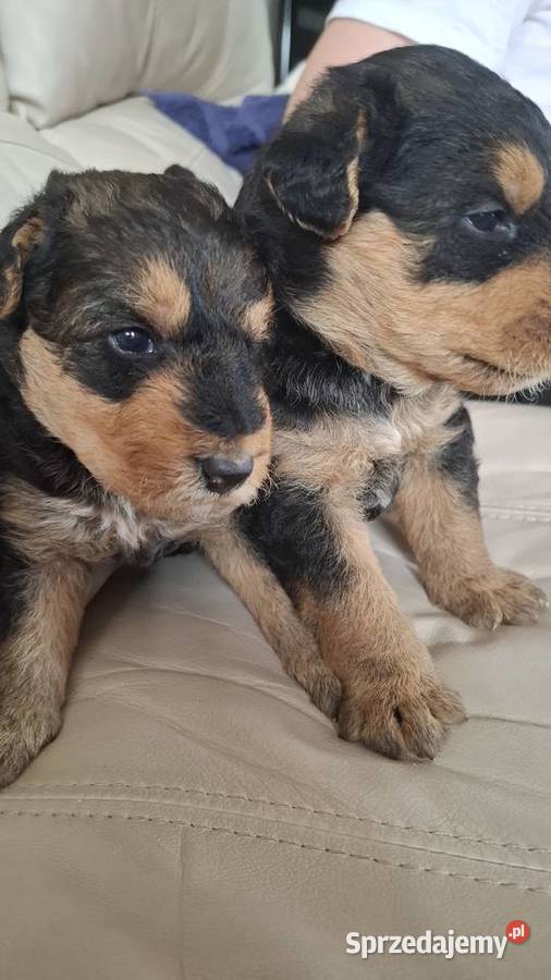 Airedale Terrier szczenięta rasowe ZKwP Lublin