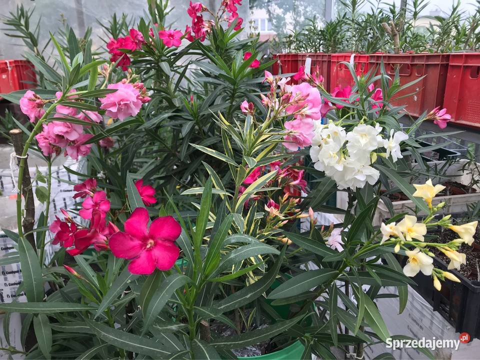 Oleandre kwitnące Brzeźnica