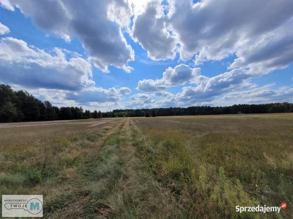 Działka 8000m2 Kluczewsko Sprzedaż