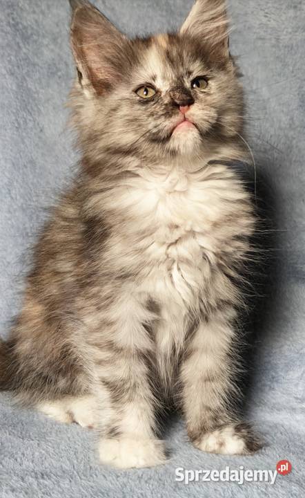 Maine Coon kotka do hodowli rodowód FPL Olkusz