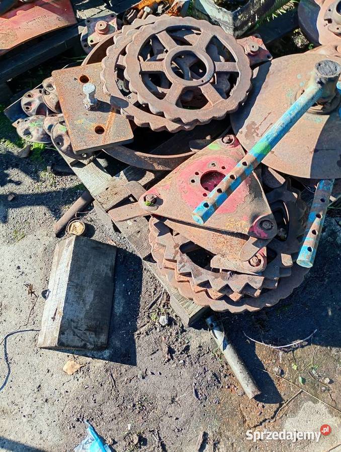 Talerzówka Lilla harri Węgorzewo