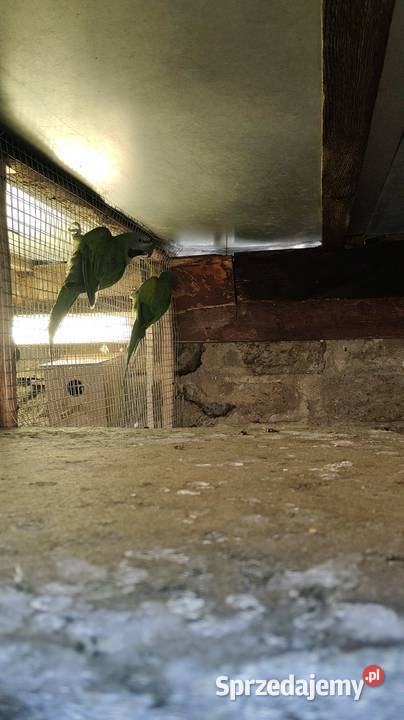 Sprzedam papugi chińskie parę Drezdenko sprzedam